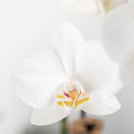 Livraison plante Plantes vertes avec orchidée blanche en pots cuivrés et plateau noir