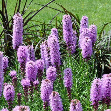 Livraison plante Plume du kansas Liatris spicata