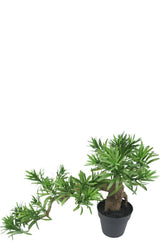 Livraison plante Podocarpus - bonsai sapin artificiel