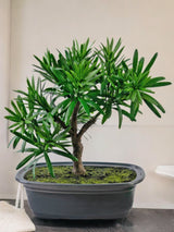 Livraison plante Podocarpus - bonsai sapin artificiel