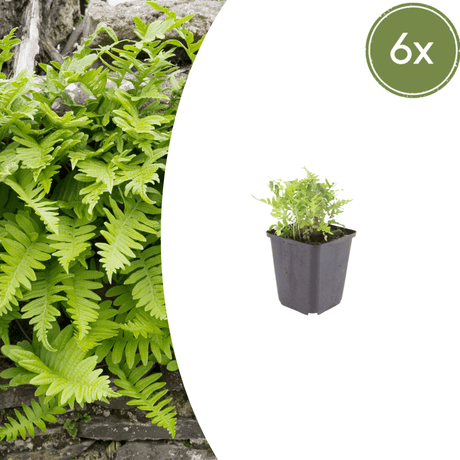 Livraison plante Polypode fougère