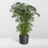 Livraison plante Polyscias Fruticosa h75cm