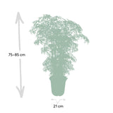 Livraison plante Polyscias Fruticosa h75cm