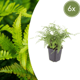 Livraison plante Polystichum fougère à peigne