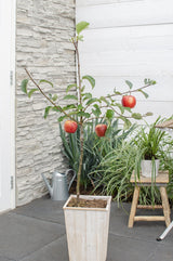 Livraison plante Pommier Malus mix Lot de 2 - ↨100cm - Ø23 - arbre fruitier