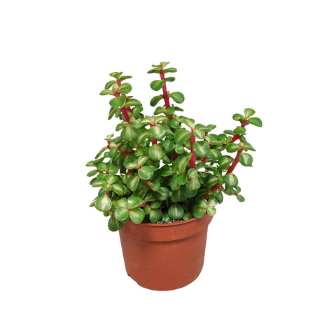 Livraison plante Portulacaria Afra Variegata - h25cm, Ø10,5cm - plante grasse