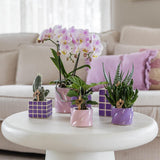 Livraison plante Pot décoratif Candy lilas