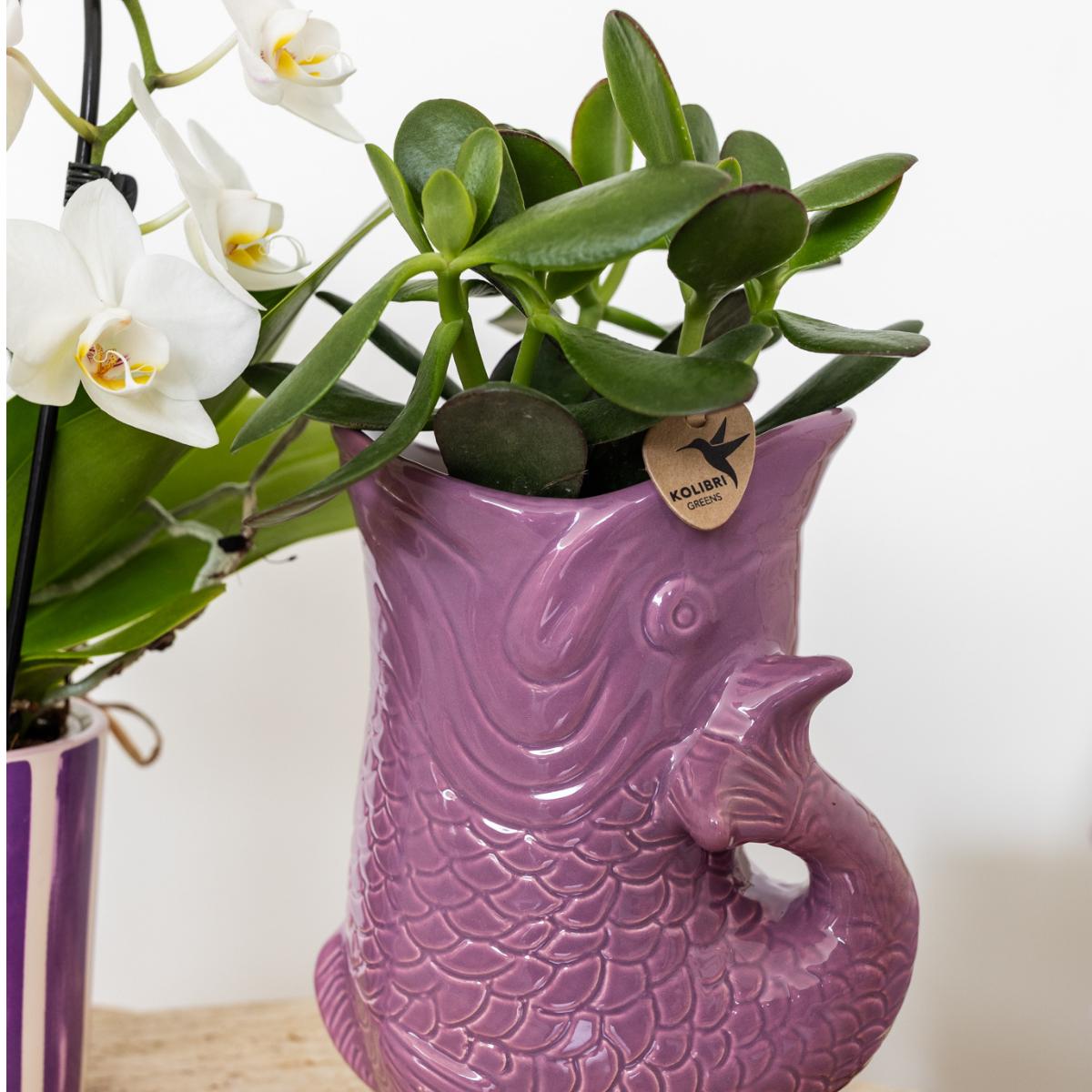 Livraison plante Pot décoratif Fish - Lilas