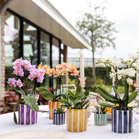 Livraison plante Pot décoratif Painted Stripe - Lilas