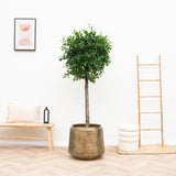 Livraison plante Pot Vintage Indigo Or 24 cm