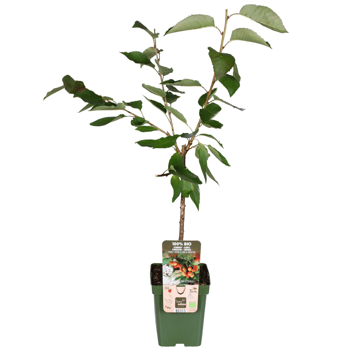 Livraison plante Prunier 'Bigarreau Napoléon' - h100cm, Ø23cm - grande plante d'extérieur