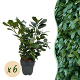 Livraison plante Prunus laurocerasus Etna – Lot de 6 – Hauteur 50 cm
