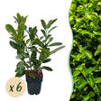 Livraison plante Prunus laurocerasus Rotundifolia – Lot de 6 – Hauteur 50 cm