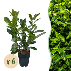 Livraison plante Prunus laurocerasus Rotundifolia – Lot de 6 – Hauteur 50 cm