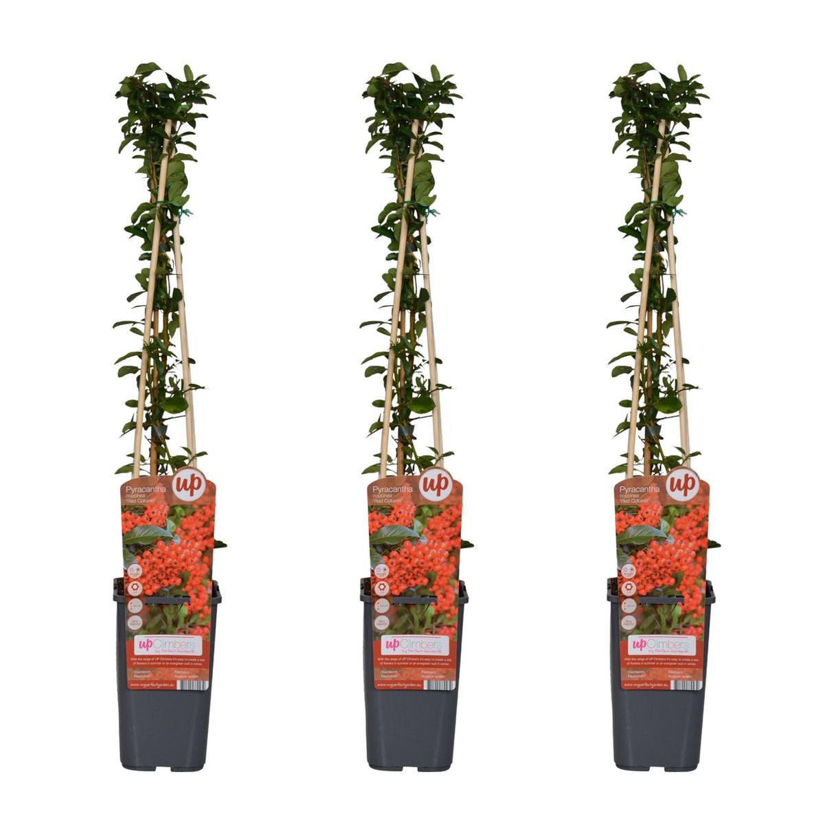 Livraison plante Pyracantha coccinea 'Colonne rouge' - Lot de 3