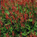 Carciofo Amplexicaule (Persicaria amplexicaulis) 'Amplexicaulis'