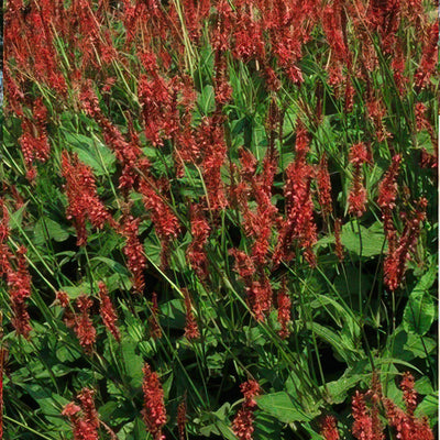 Carciofo Amplexicaule (Persicaria amplexicaulis) 'Amplexicaulis'