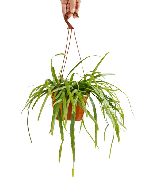 Livraison plante Rhipsalis