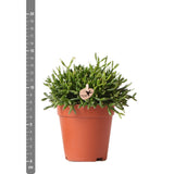 Livraison plante Rhipsalis Baccifera h15cm