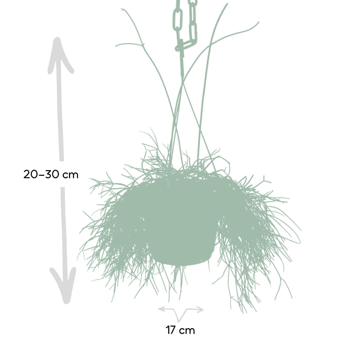 Livraison plante Rhipsalis baccifera h25cm