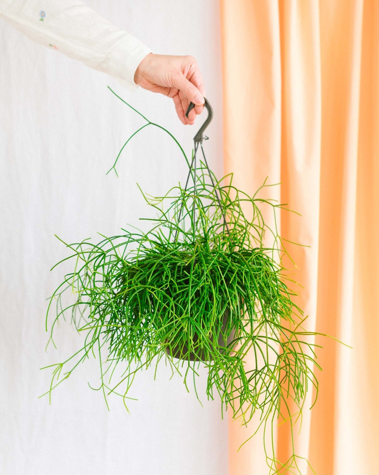 Livraison plante Rhipsalis Cactus corail