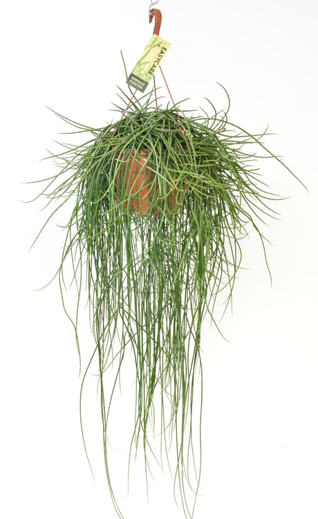 Livraison plante Rhipsalis Floccosa