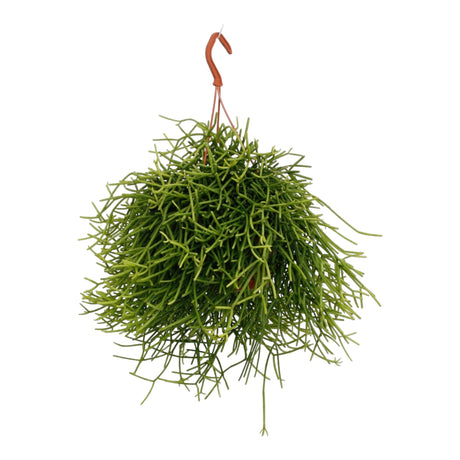 Livraison plante Rhipsalis Heteroclada