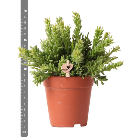 Livraison plante Rhipsalis Mesembryanthemoides h20cm - plante grasse d'intérieur cactus