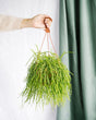 Livraison plante Rhipsalis Shaferi