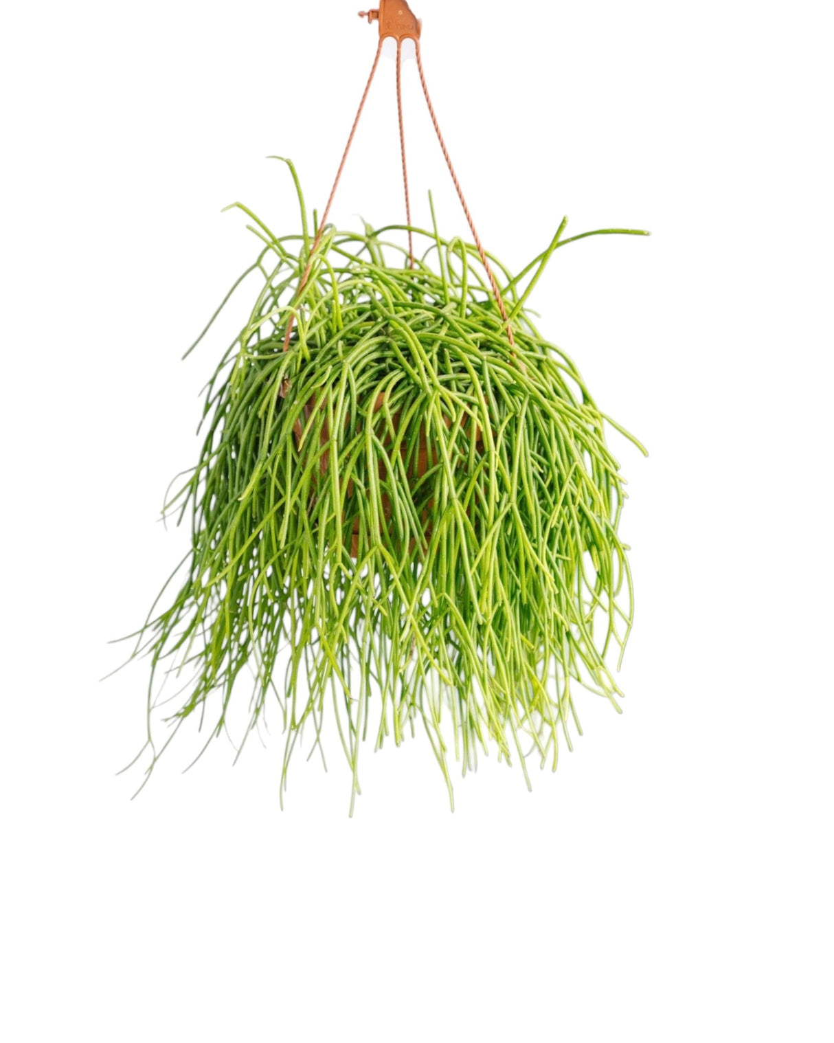 Livraison plante Rhipsalis Shaferi