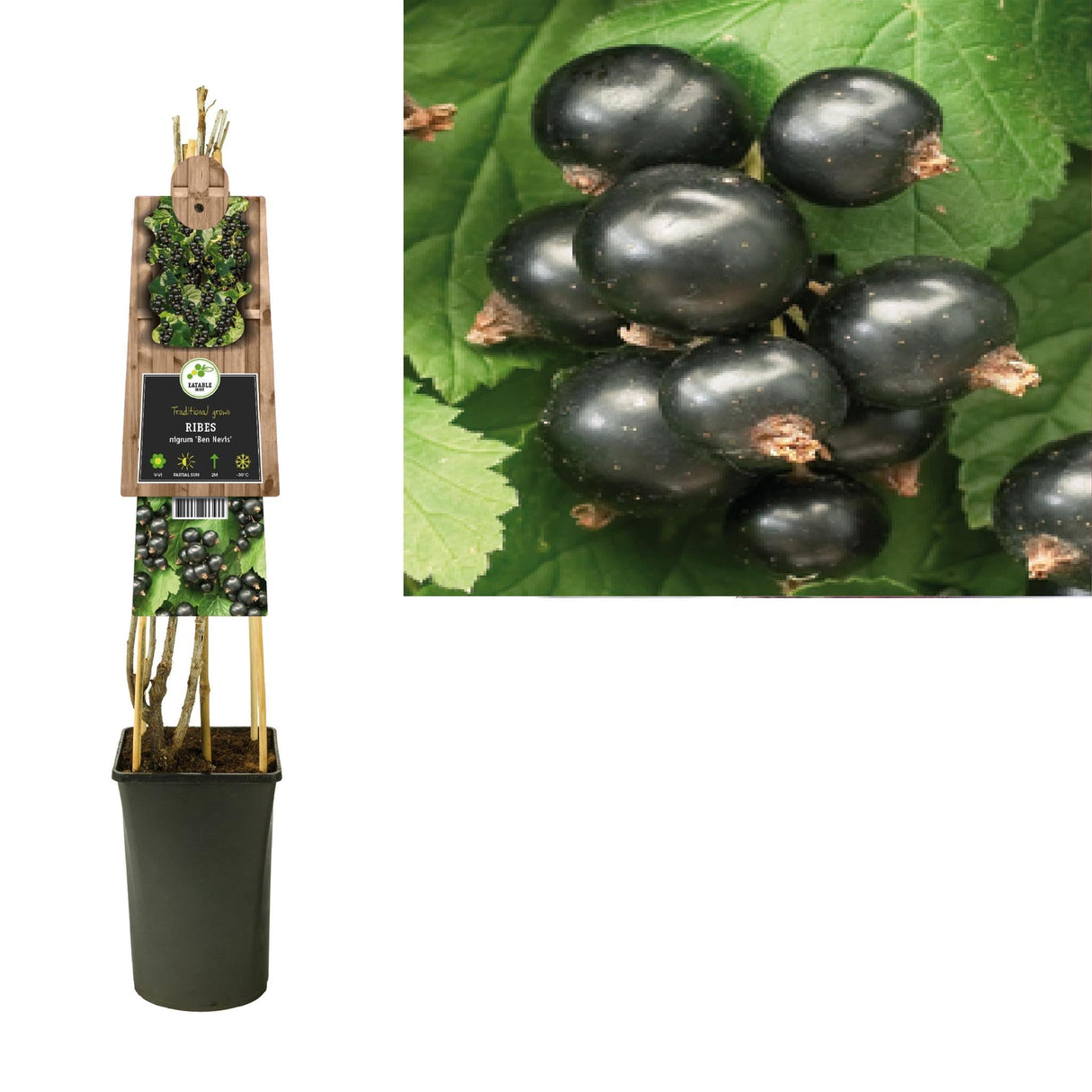 Livraison plante Ribes Nigrum 'Ben Nevis'+3.0 Label - Ø17cm - ↕75cm