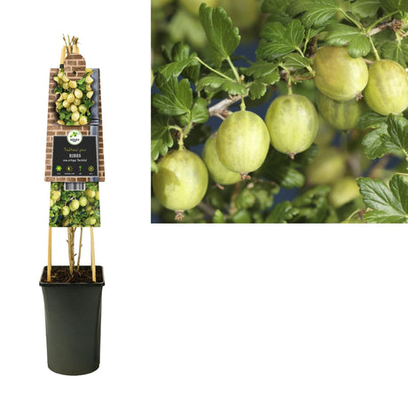 Livraison plante Ribes Uva - crispa 'Invicta' +3.0 Label - Ø17cm - ↕75cm