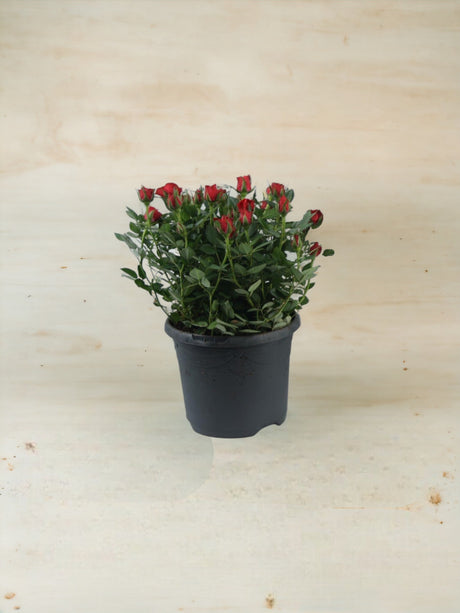 Livraison plante Rosier Bijoux rouge