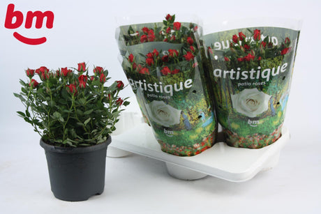 Livraison plante Rosier Bijoux rouge