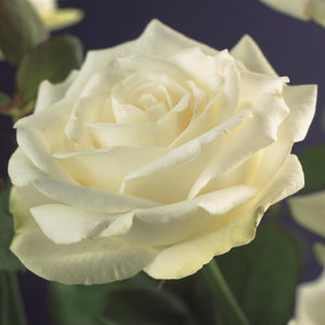 Livraison plante Rosier grimpant White Climber – Lot de 2 – Hauteur 40 cm