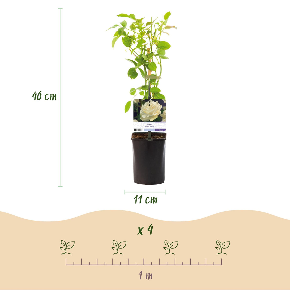 Livraison plante Rosier grimpant White Climber – Lot de 2 – Hauteur 40 cm