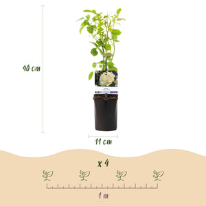 Livraison plante Rosier grimpant White Climber – Lot de 2 – Hauteur 40 cm