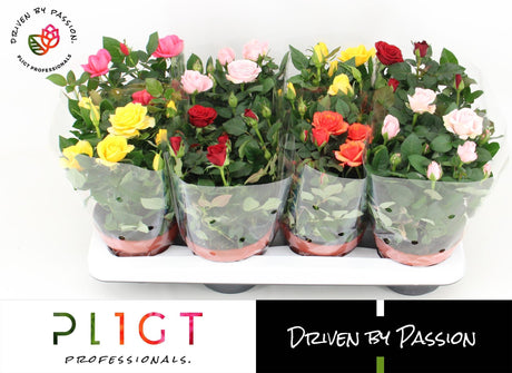 Livraison plante Rosier mix d14cm h26cm