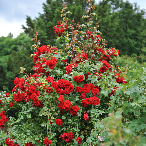 Livraison plante Rosier Rosa Red Queen – Lot de 2 – Pot 11 cm – Hauteur 40 cm