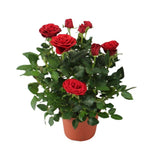 Livraison plante Rosier rouge