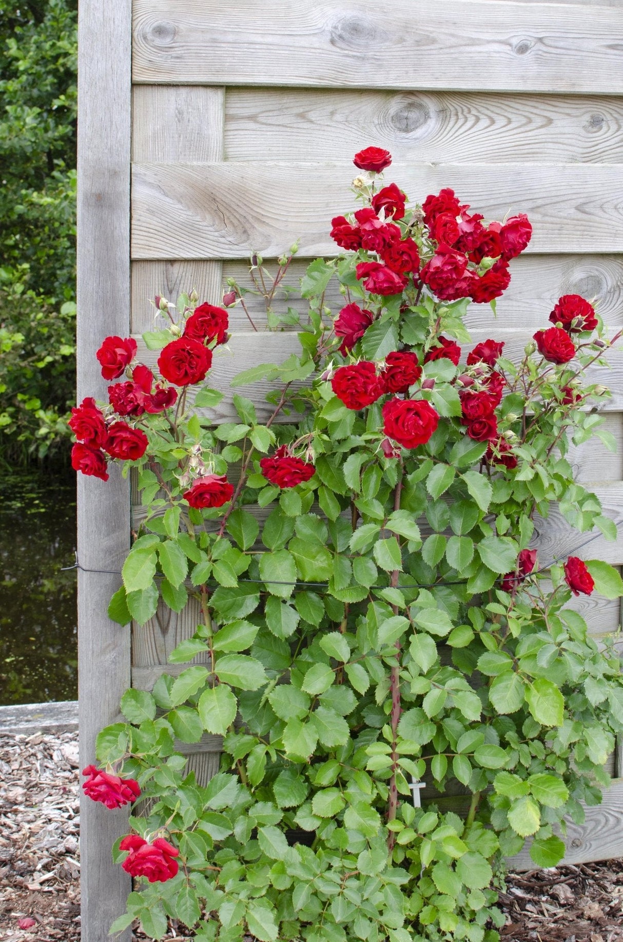 Livraison plante Rosier rouge - ↨65cm - Ø15 - arbuste fleuri