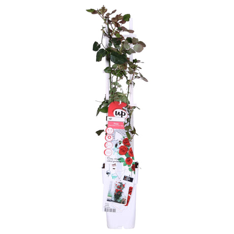 Livraison plante Rosier rouge - lot de 3 - ↨65cm - Ø15 - plante d'extérieur