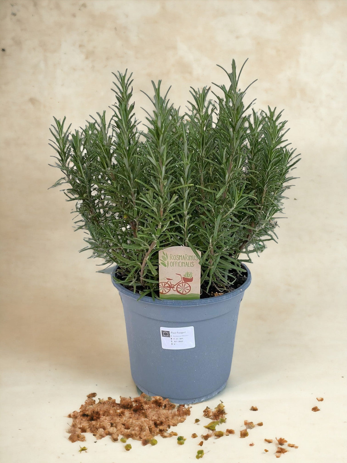 Livraison plante Rosmarinus Off. - Ø18cm - ↕40cm