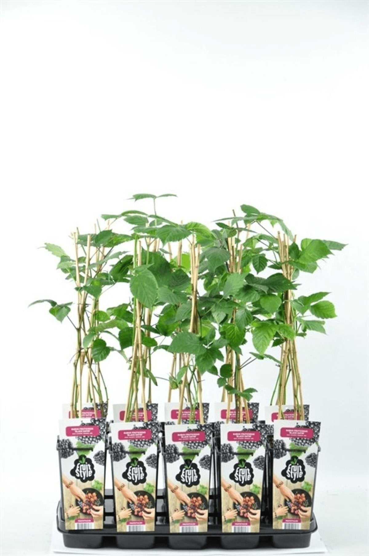 Livraison plante Rubus fruticosus 'Black Satin'