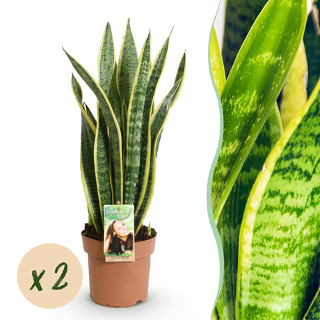 Livraison plante Sanseveria Laurentii – Lot de 2 – Pot 17cm – Hauteur 60 - 70cm