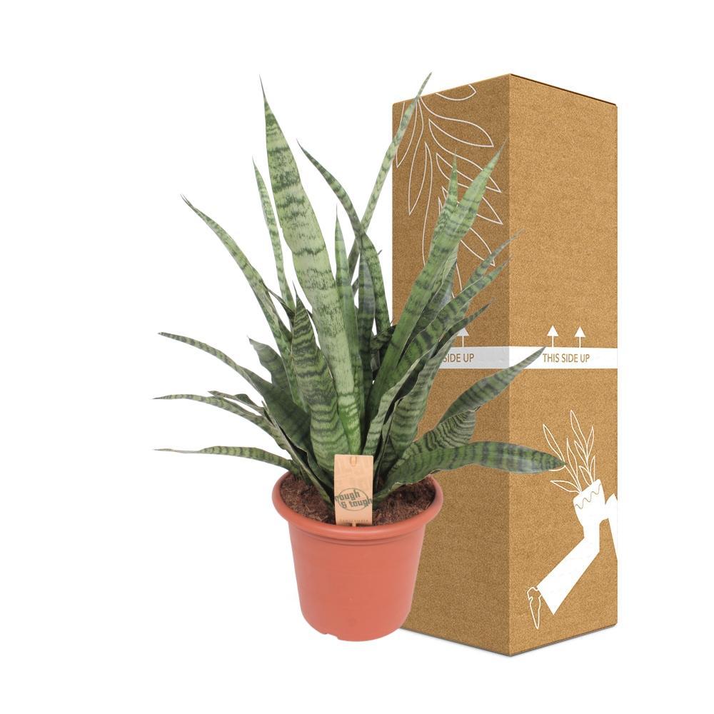 Livraison plante Sansevieria Diamond Green