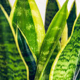 Livraison plante Sansevieria Laurentii
