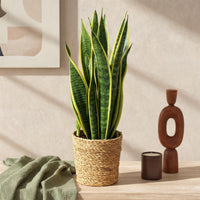 Sansevieria Laurentii e