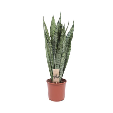 Livraison plante Sansevieria Zeylanica