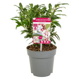 Livraison plante Sarcocoque 'Winter Gem'® - ↨25cm - Ø19cm - plante de haie